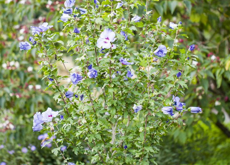 Hibiscus syriacus 'Blue Bird'