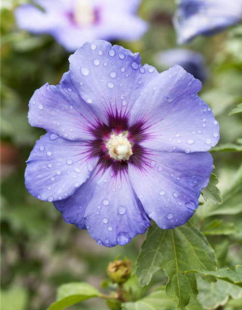 Hibiscus syriacus 'Blue Bird'