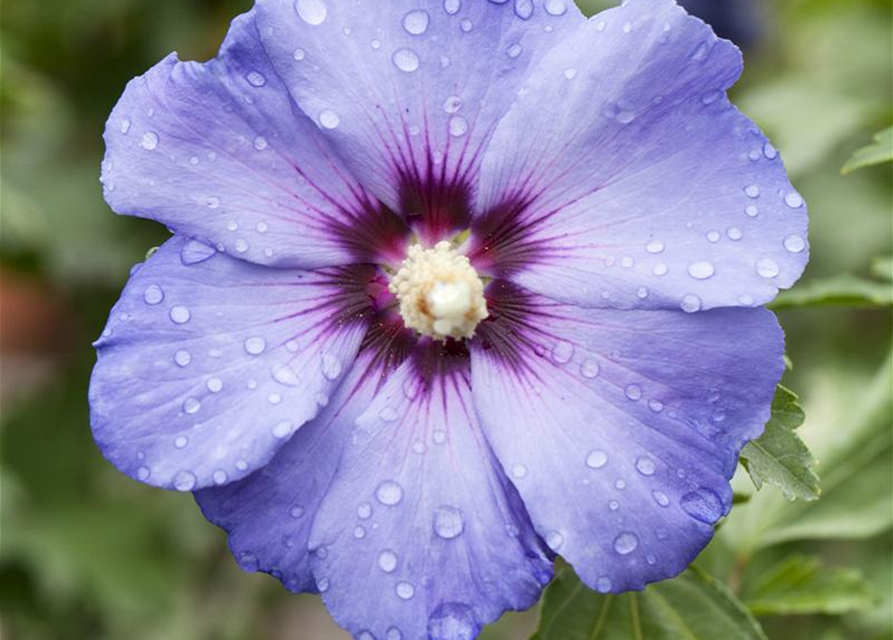 Hibiscus syriacus 'Blue Bird'