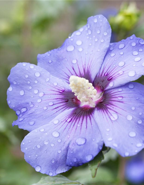 Hibiscus syriacus 'Blue Bird'