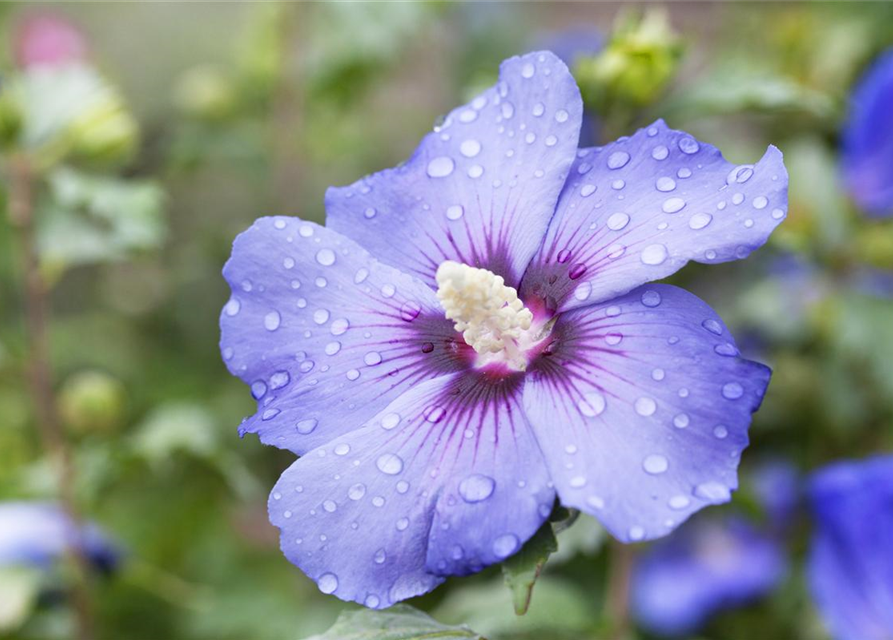 Hibiscus syriacus 'Blue Bird'