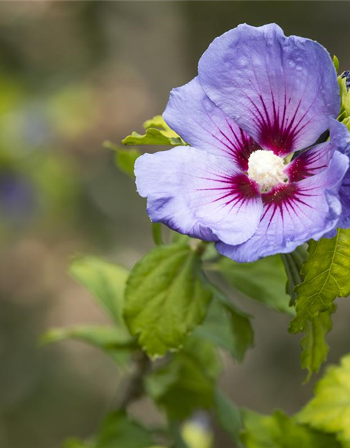 Hibiscus syriacus 'Blue Bird'