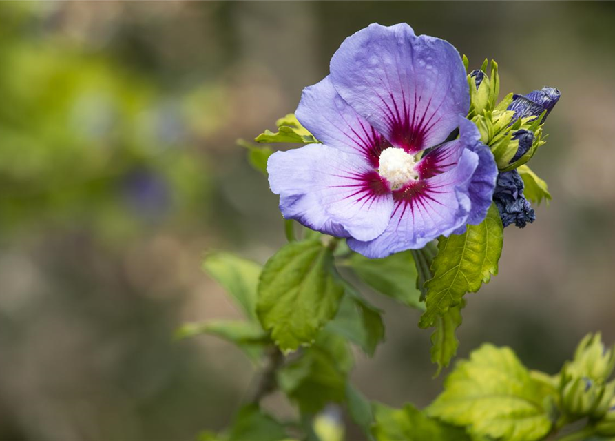 Hibiscus syriacus 'Blue Bird'