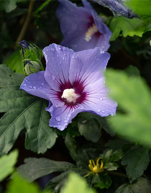 Hibiscus syriacus 'Blue Bird'