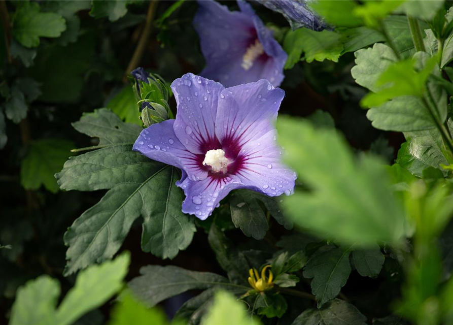 Hibiscus syriacus 'Blue Bird'