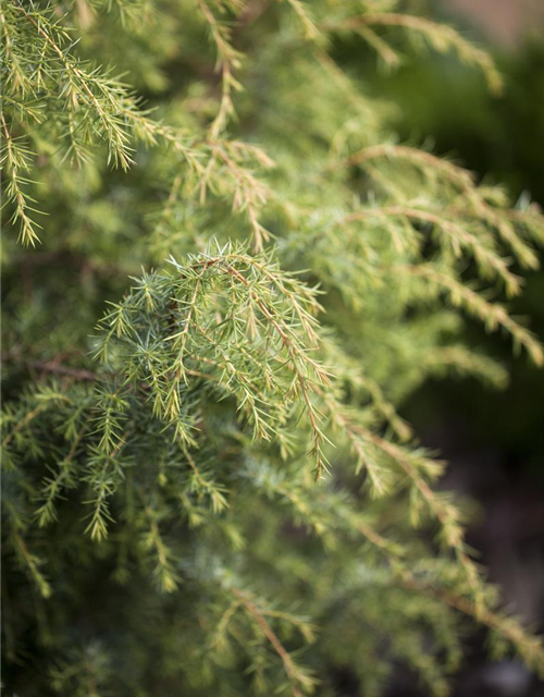 Juniperus communis 'Golden Showers'