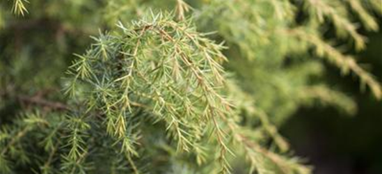 Juniperus communis 'Golden Showers'