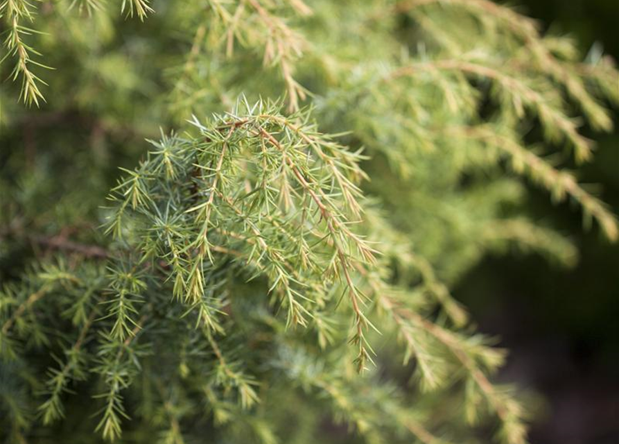 Juniperus communis 'Golden Showers'