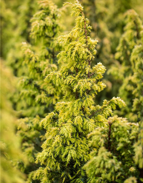 Juniperus communis 'Golden Showers'