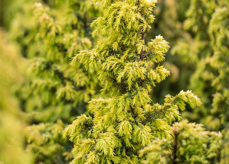 Juniperus communis 'Golden Showers'