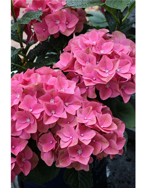 Hydrangea macrophylla 'Magical Sapphire'®