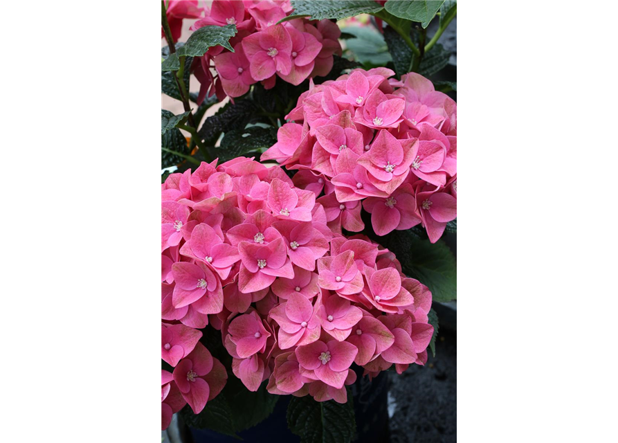 Hydrangea macrophylla 'Magical Sapphire'®