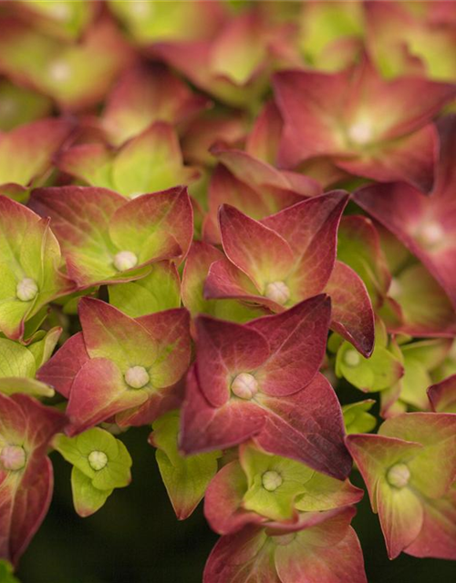 Hydrangea macrophylla 'Magical Sapphire'®