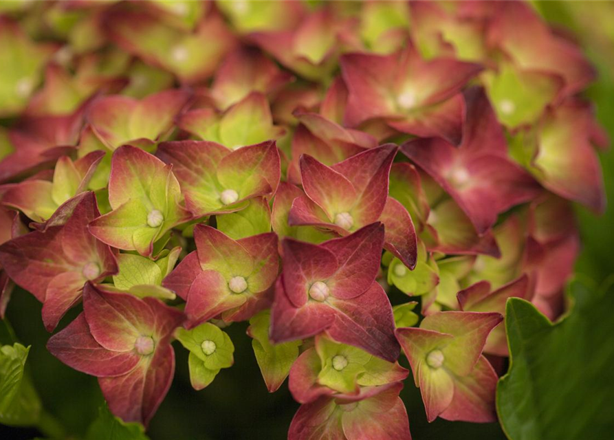 Hydrangea macrophylla 'Magical Sapphire'®