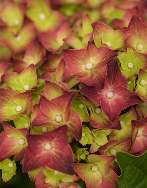 Hydrangea macrophylla 'Magical Sapphire'®