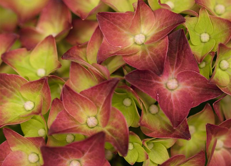 Hydrangea macrophylla 'Magical Sapphire'®