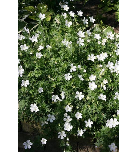 Geranium sanguineum 'Album'