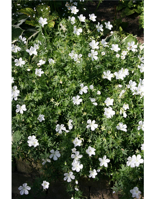 Geranium sanguineum 'Album'