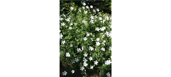 Geranium sanguineum 'Album'