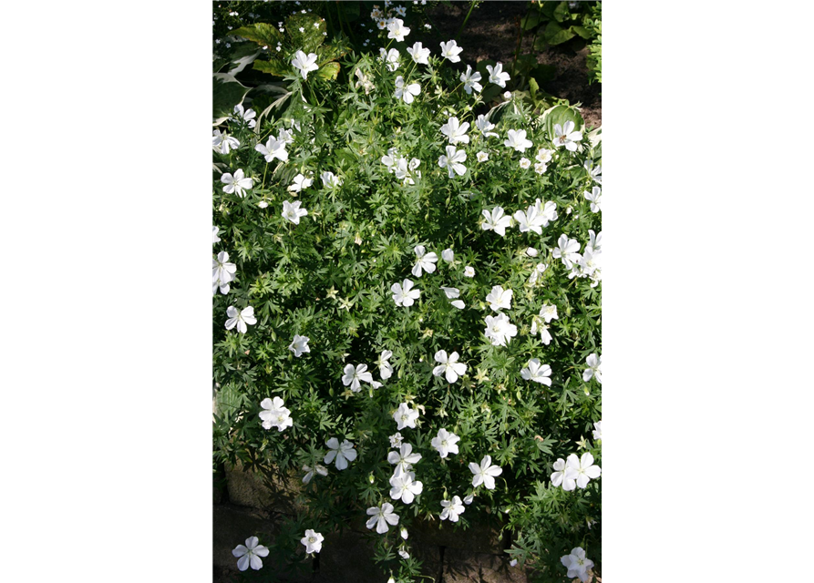 Geranium sanguineum 'Album'