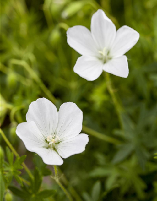 Geranium sanguineum 'Album'