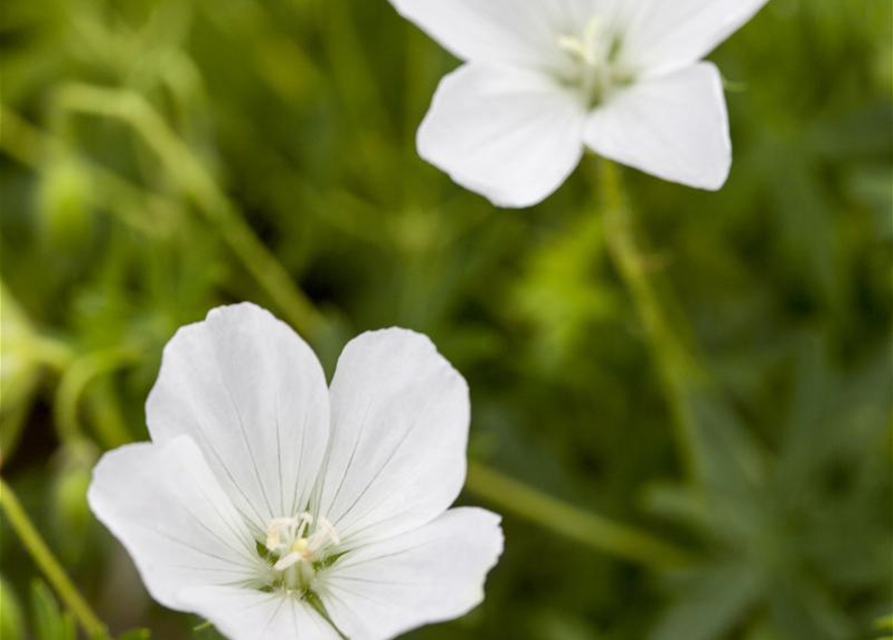 Geranium sanguineum 'Album'