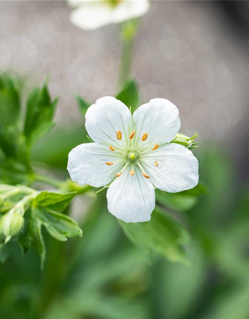 Geranium sanguineum 'Album'