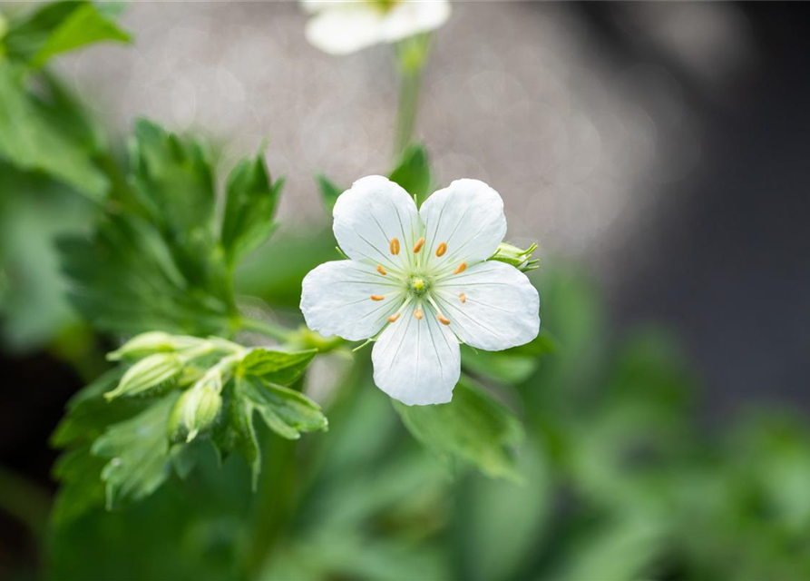 Geranium sanguineum 'Album'