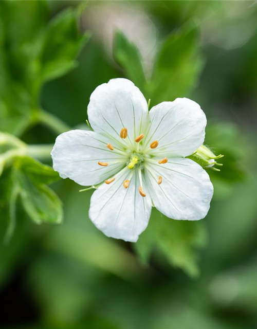 Geranium sanguineum 'Album'