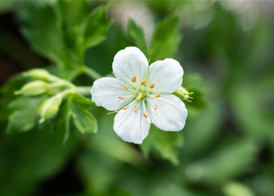 Geranium sanguineum 'Album'