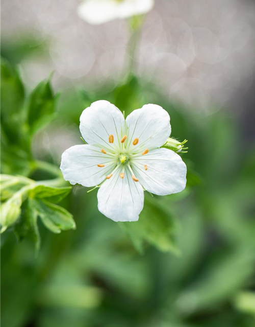 Geranium sanguineum 'Album'