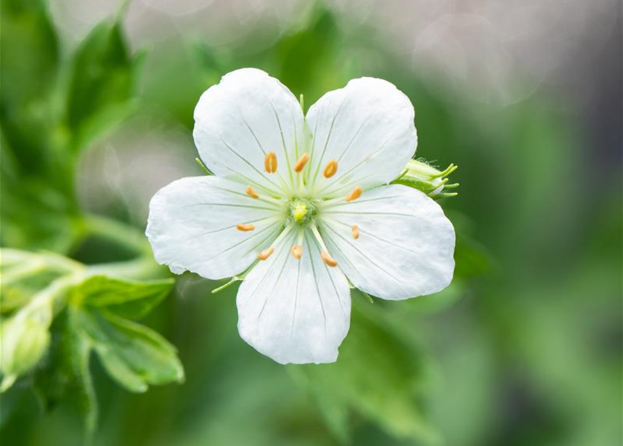 Geranium sanguineum 'Album'