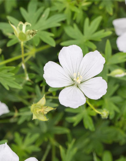 Geranium sanguineum 'Album'