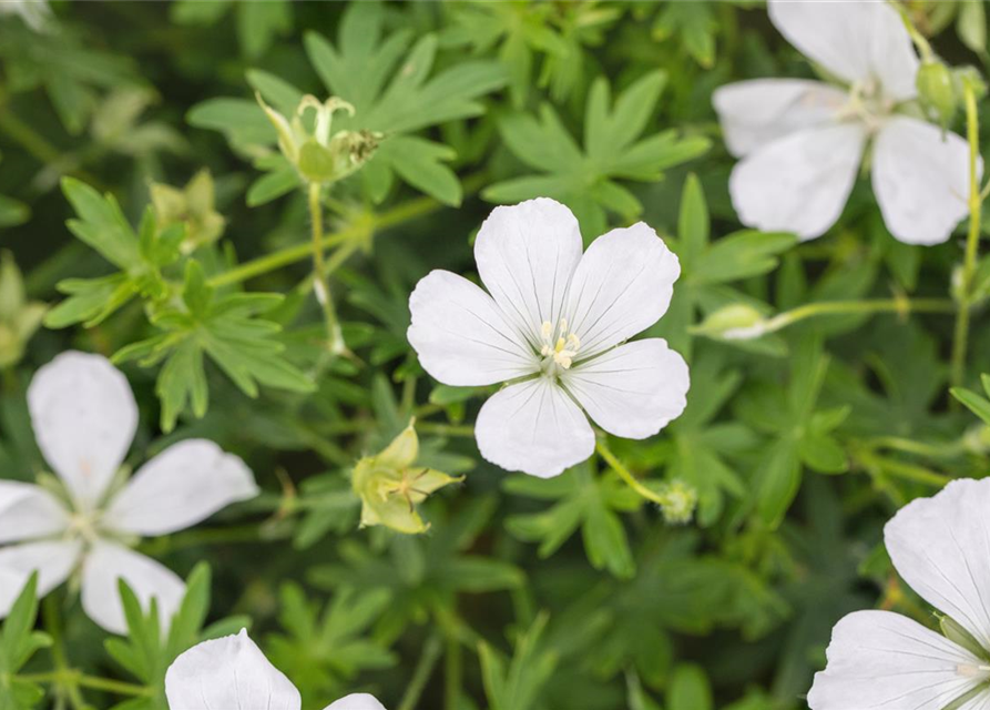 Geranium sanguineum 'Album'