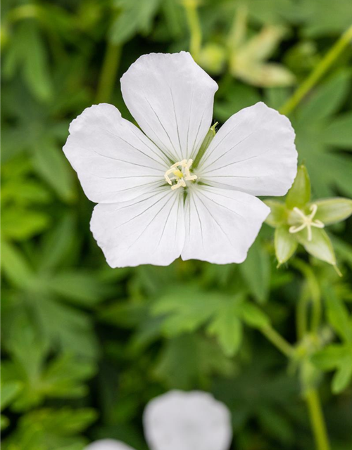 Geranium sanguineum 'Album'