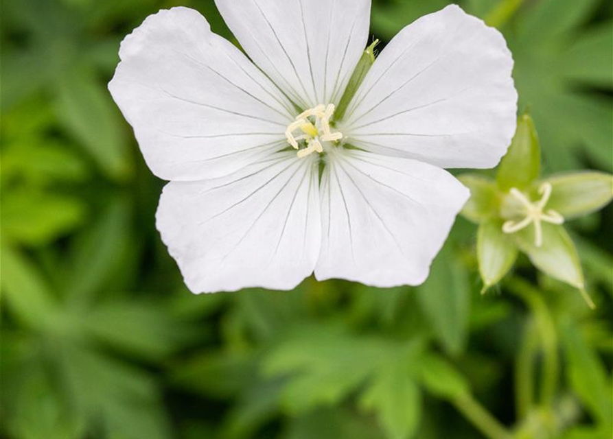 Geranium sanguineum 'Album'