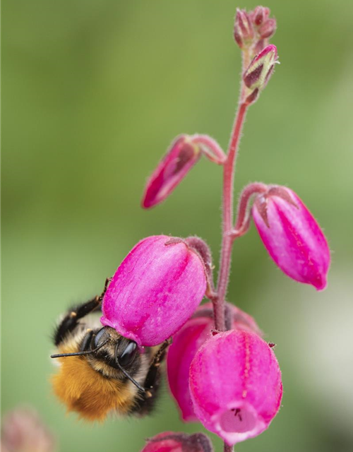 Daboecia cantabrica (dreifarbig)