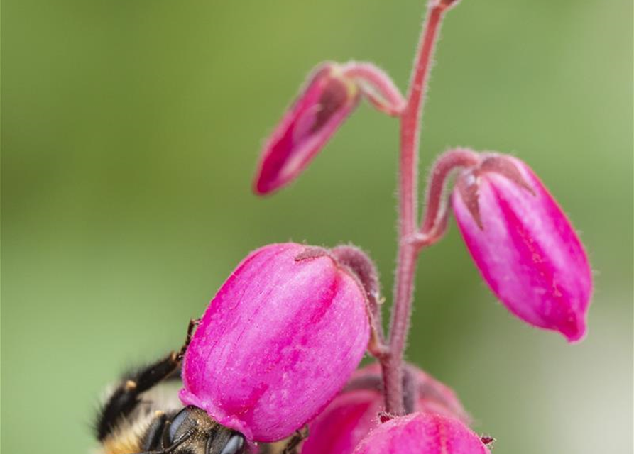 Daboecia cantabrica (dreifarbig)