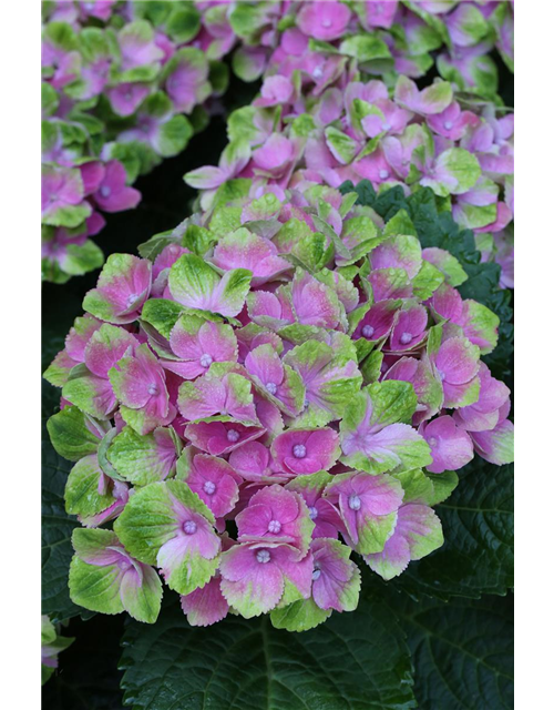 Hydrangea macrophylla 'Magical'® Amethyst