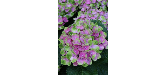 Hydrangea macrophylla 'Magical'® Amethyst