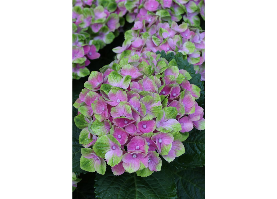 Hydrangea macrophylla 'Magical'® Amethyst