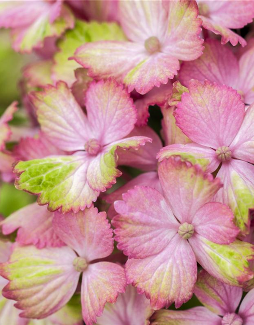 Hydrangea macrophylla 'Magical'® Amethyst