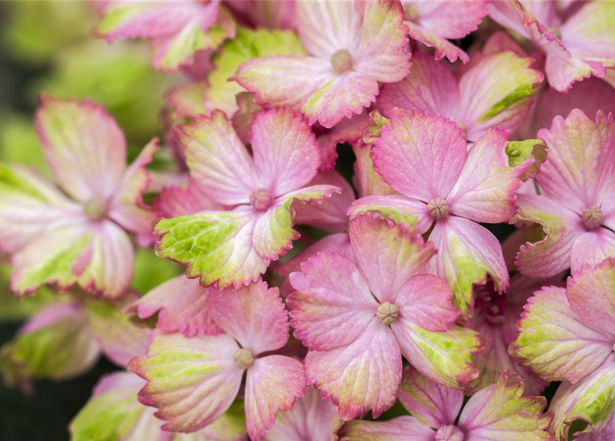 Hydrangea macrophylla 'Magical'® Amethyst