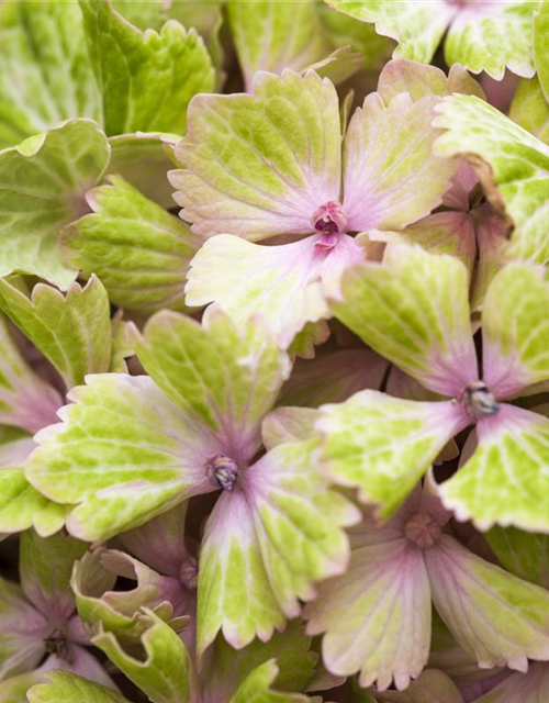 Hydrangea macrophylla 'Magical'® Amethyst