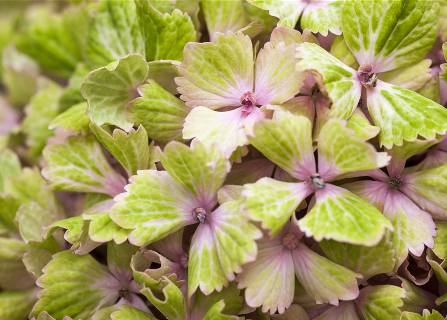 Hydrangea macrophylla 'Magical'® Amethyst