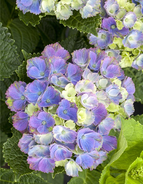 Hydrangea macrophylla 'Magical'® Amethyst