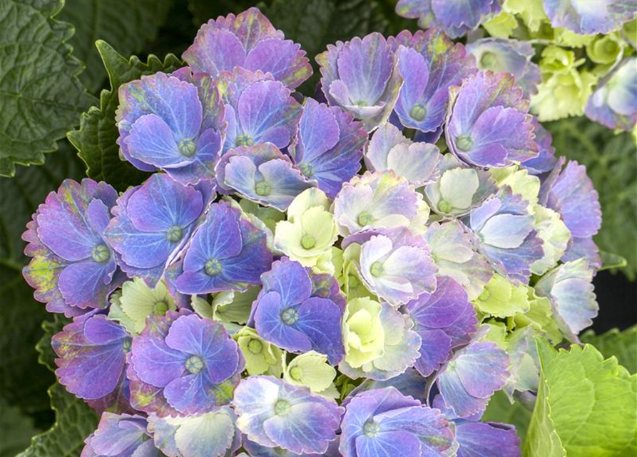 Hydrangea macrophylla 'Magical'® Amethyst