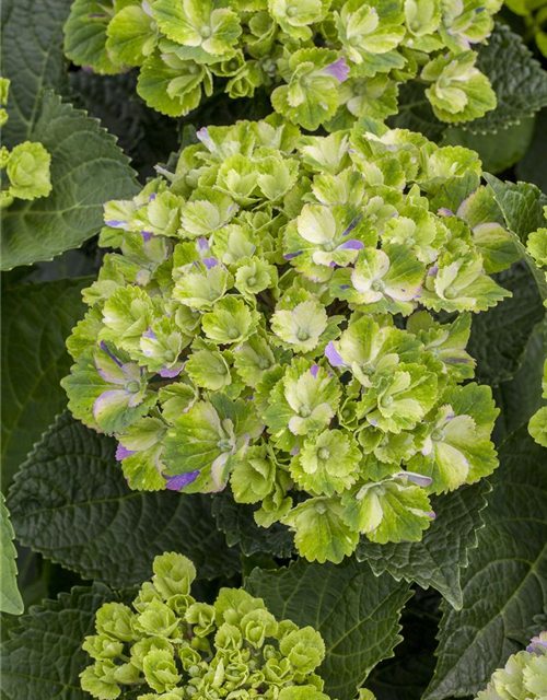 Hydrangea macrophylla 'Magical'® Amethyst