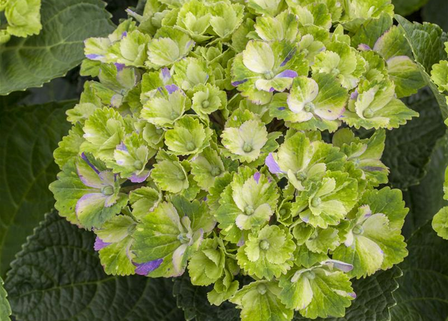 Hydrangea macrophylla 'Magical'® Amethyst