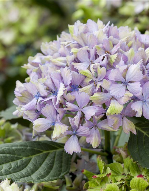 Hydrangea macrophylla 'Magical'® Amethyst